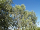 Acacia Willow