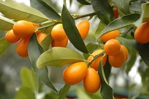 Nagami Kumquat
