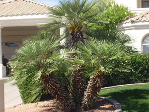 Mediterranean Fan Palm