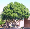Ficus Nitida